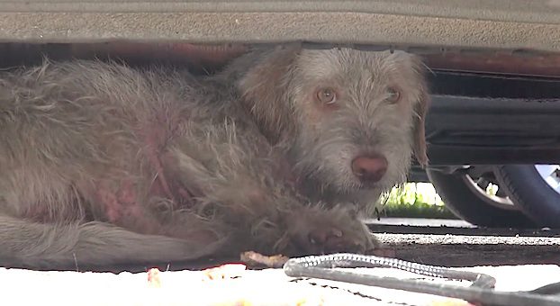 Dog Who Lived On The Streets Since A Puppy Finally Rescued After 7 Months