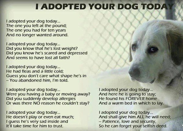 Someone Wrote This Beautiful Poem In Response To Dogs Being Dumped At Pound