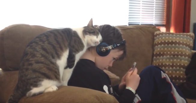 affectionate cat
