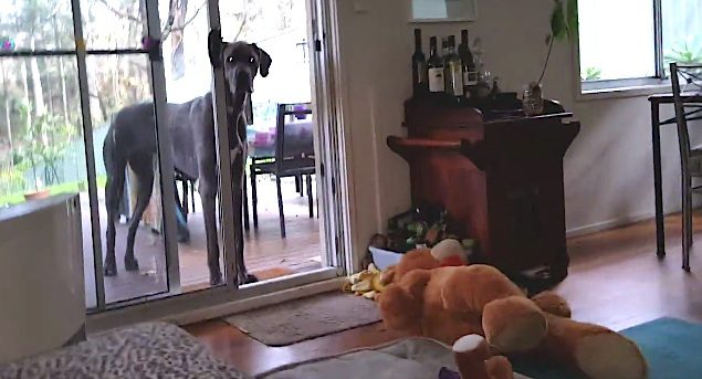 Man Tells His Great Dane It’s Sunday And His Smart Dog Knows Exactly What To Do