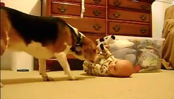 beagle meets baby