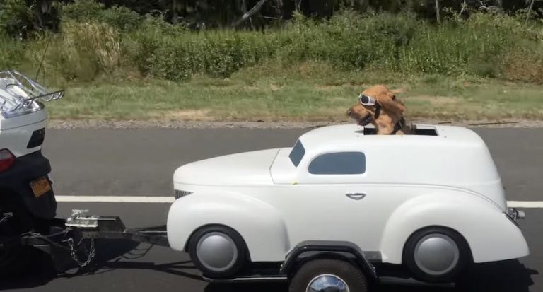 Biker Brings His Dog Along For A Ride In Awesome Sidecar