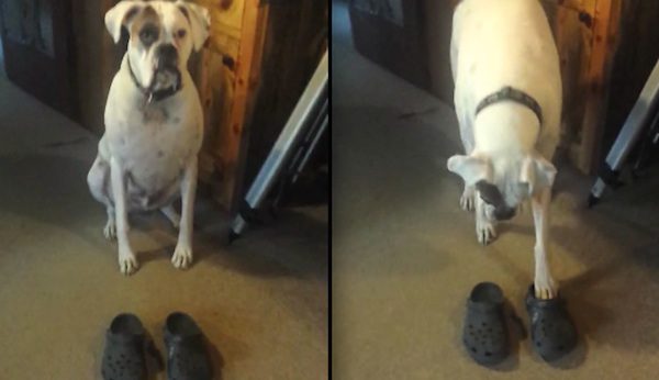 Boxer walks in crocs