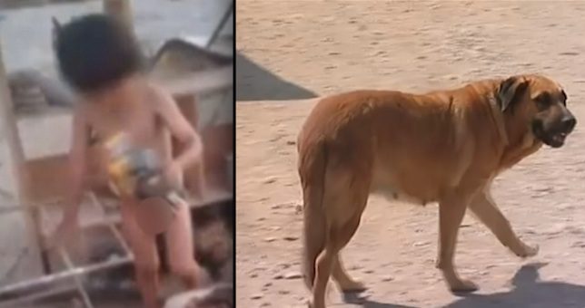 Police Rescue Neglected Toddler Who Survived By Breastfeeding From Dog