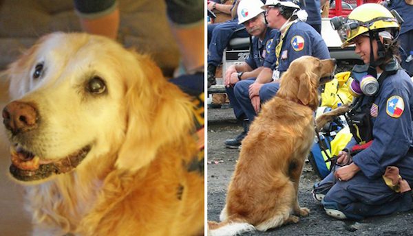 bretagne search and rescue dog
