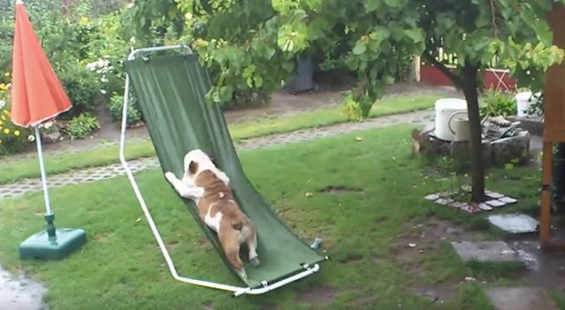 bulldog hammock