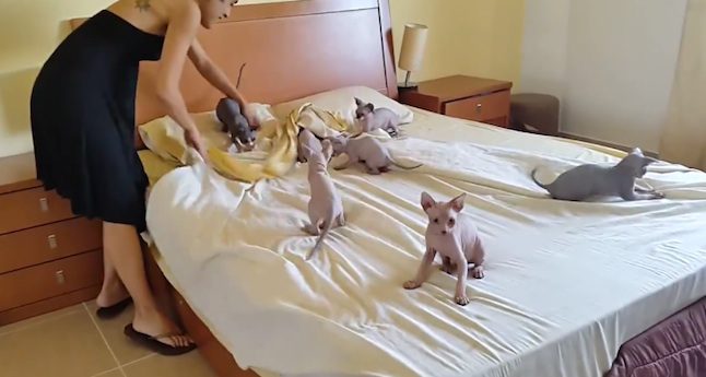 lots of Sphynx cats on bed