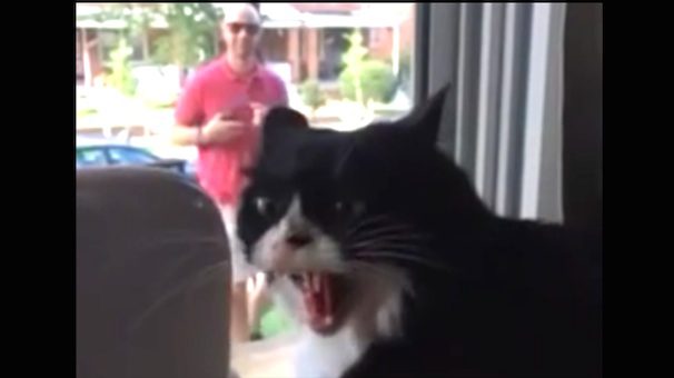 cat freaks out