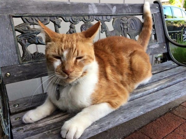 cat-to-school-1
