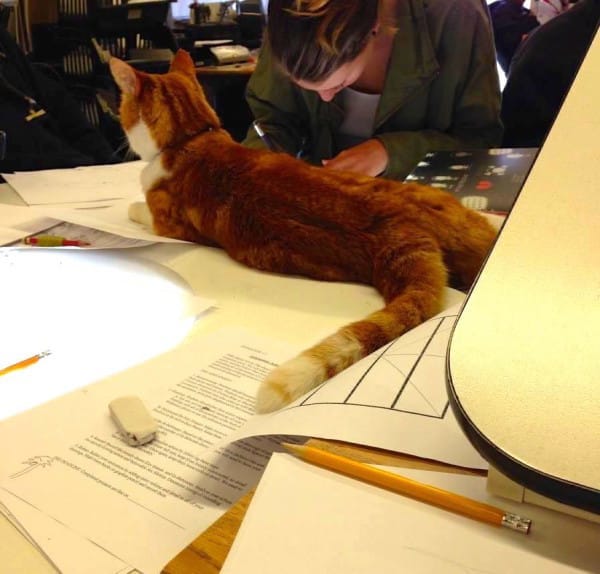 cat-to-school-7