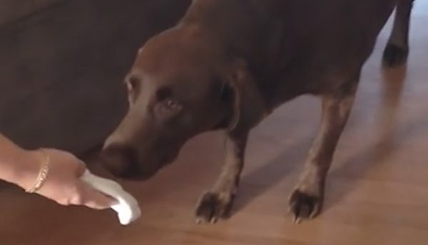 Dog Has Unexpected Reaction To His Baby Sister’s Arrival