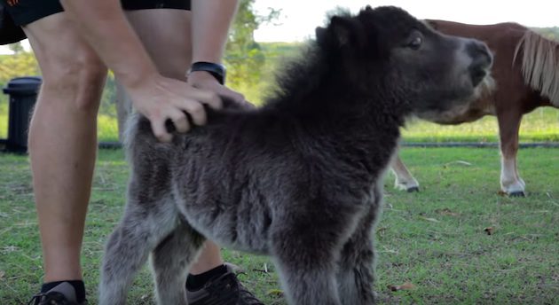 Miniature Horse Is A Wild Stallion At Heart