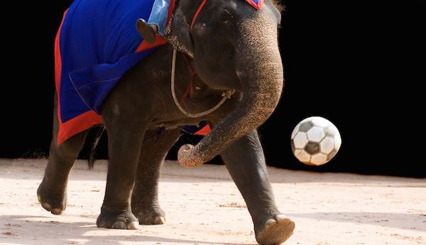 The Netherlands Bans Circuses From Using Wild Animals