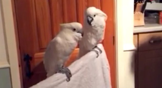 Cockatoo Has The Most Awesome Reaction When His Dad Plays Elvis Song