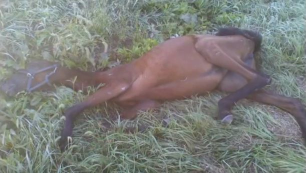 collapsed horse
