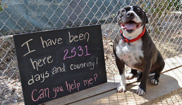 Lonely Dog Sits At A Shelter For 2531 Days Waiting For One Human To Love Her