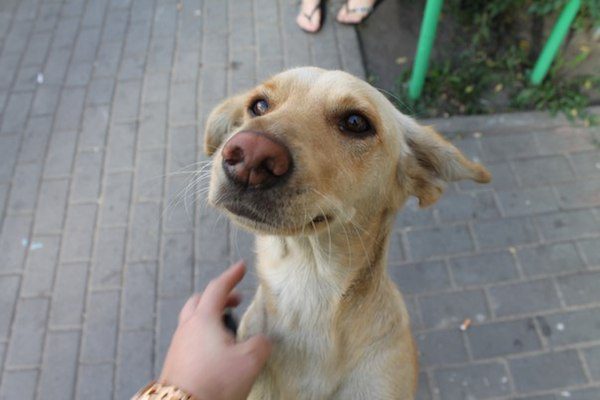 dog-bricks