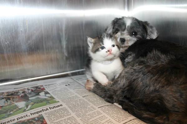 dog-cat-rescue-1