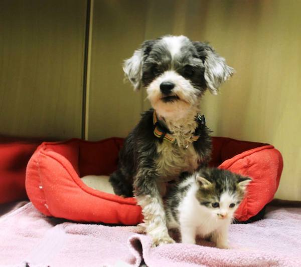 dog-cat-rescue-2