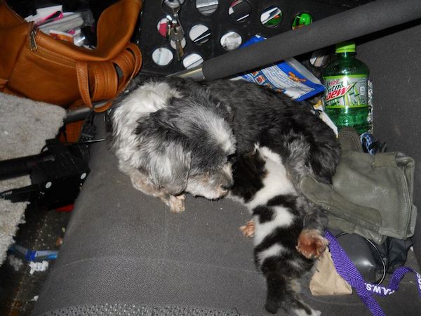 dog-cat-rescue-4