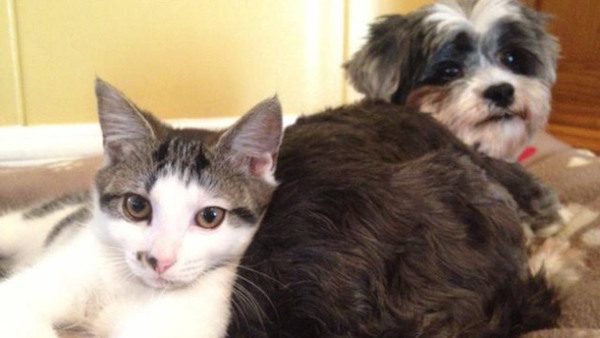 dog-cat-rescue-5