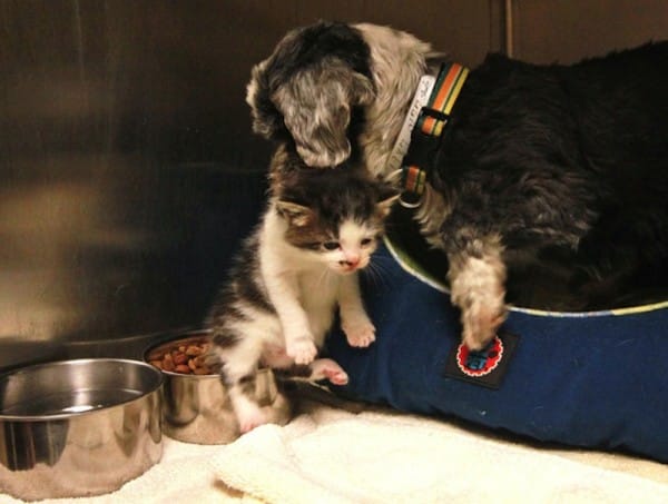 dog-cat-rescue-6