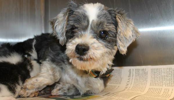 Tiny Dog Found In Deep Ravine Nursing Orphaned Kitten