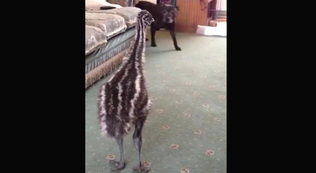 Adorable Baby Emu Lights Up When Dog Enters The Room
