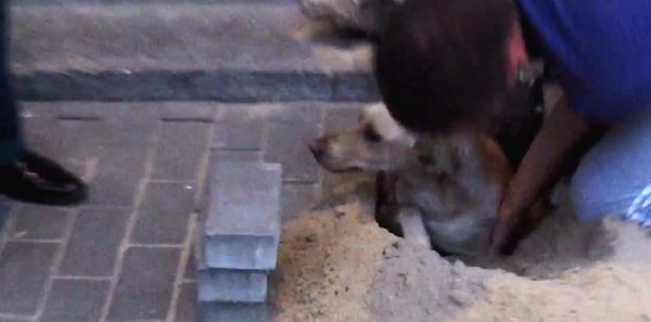 dog-freed-bricks
