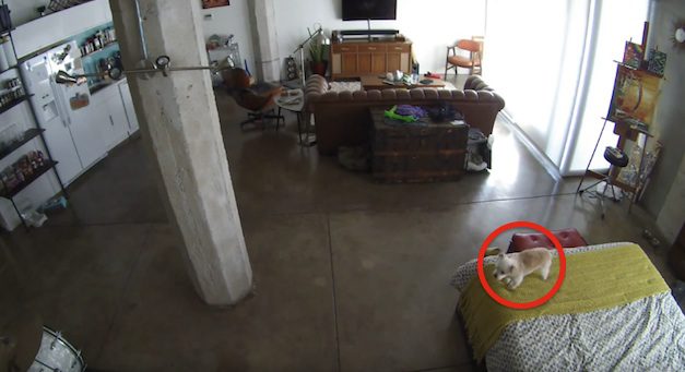 Cat Teaches Dog How To Behave When Home Alone