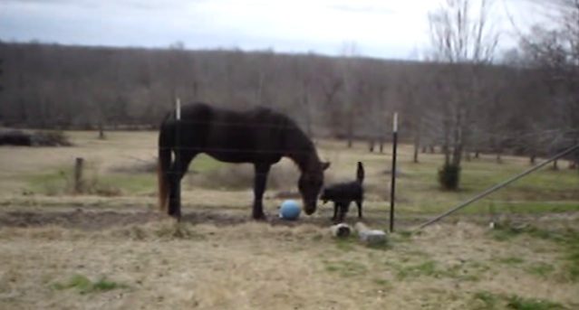 dog and horse playing