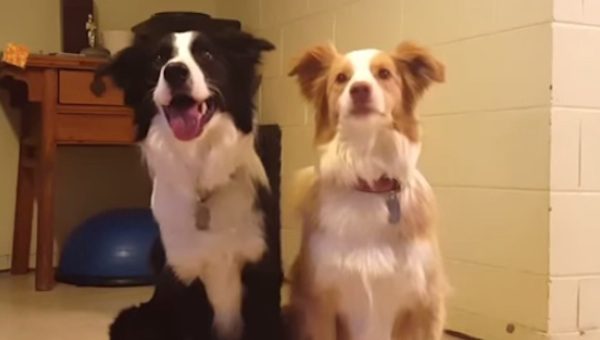 Cute Border Collies Have The Sweetest Trick