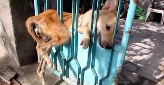 dog in stuck in gate