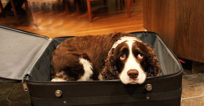 dog in suitcase