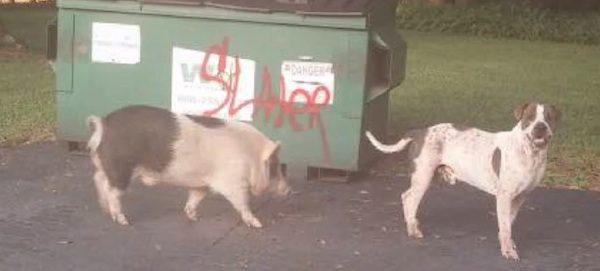 dog and pig friends