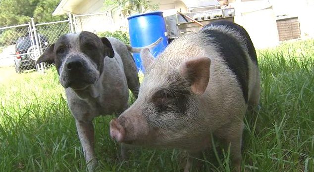 Lost Pig’s Heart Almost Broke When He Was Separated From His Dog Best Friend