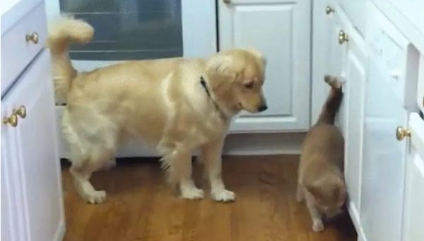 Sweet Dog Tries To Convince Cat To Play With Him