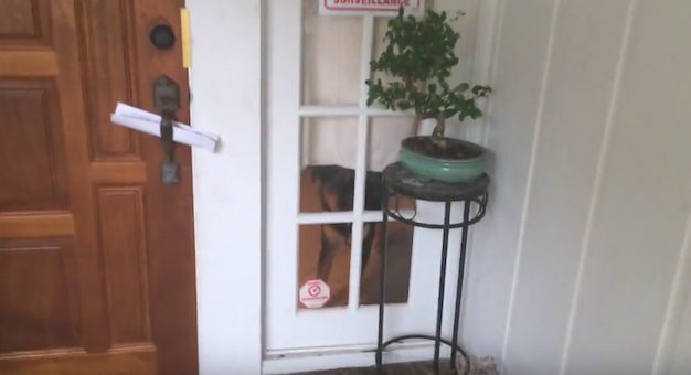 Couple Hires A Pet Sitter And Gets Awesome Video Updates Featuring Their 3 Dogs