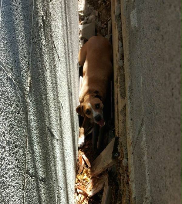dog-trapped-wall