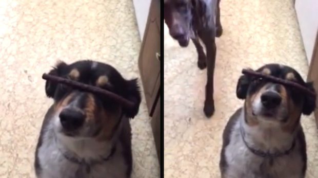 dog treat eat