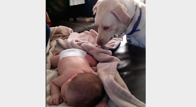 Sweet Dog Tucks In Sleeping Baby