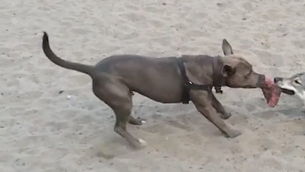 Dog Has Figured Out The Best Way To Win Tug-Of-War Game
