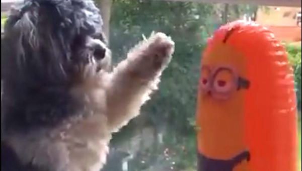 Dog Fights Inflatable Minion Doll With Hilarious Outcome