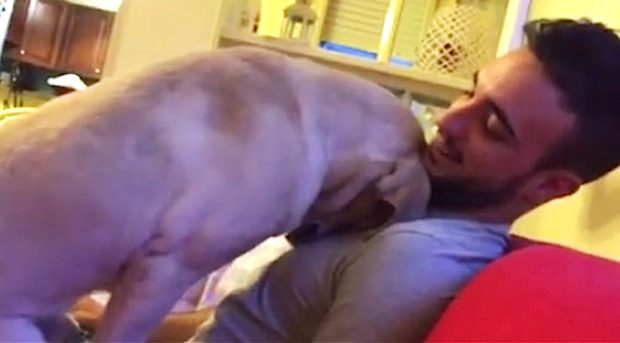 dog asks for forgiveness