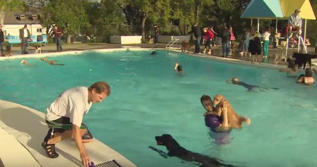 dogs in pool