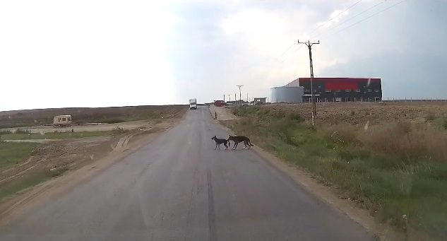 dogs on road
