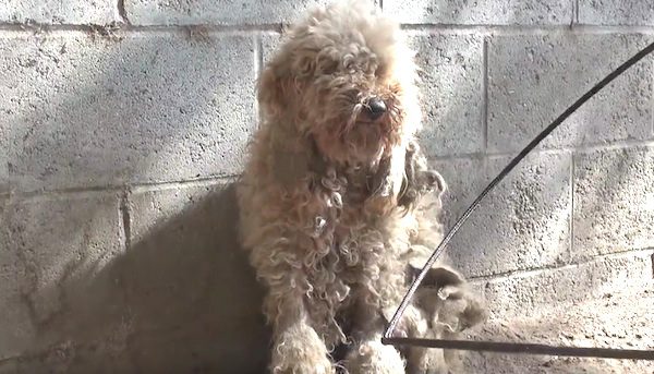 dolly dog rescue