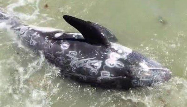 dolphin hunt in japan