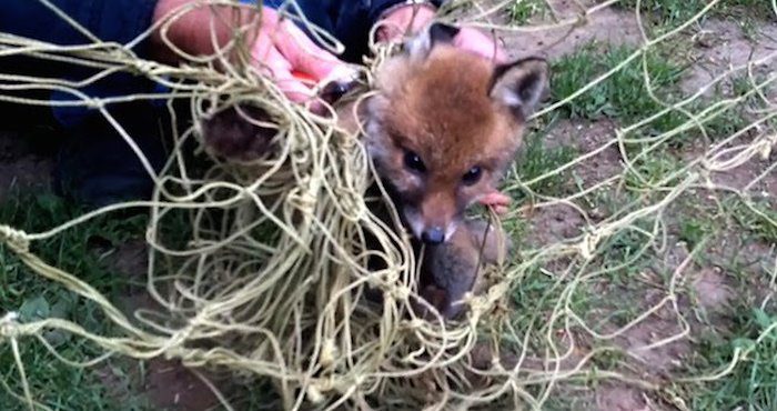 Baby Fox Gets Rescued After Becoming Completely Tangled Up In Soccer Net