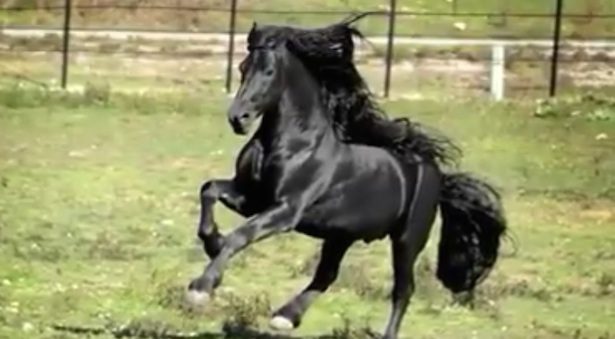 friesian horse